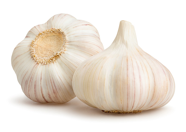 Garlic